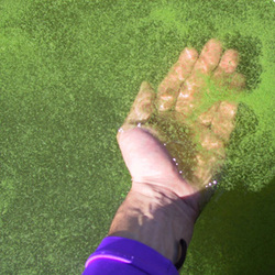 Lehman algae-FLbloom.JPG.jpeg